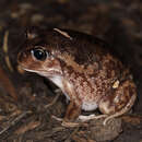 Image of Plain Frog