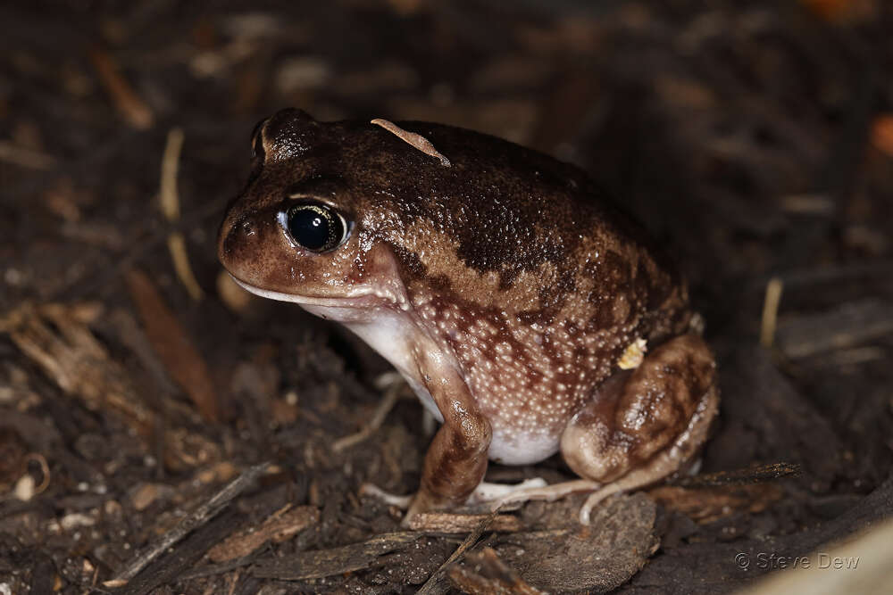 Image of Plain Frog