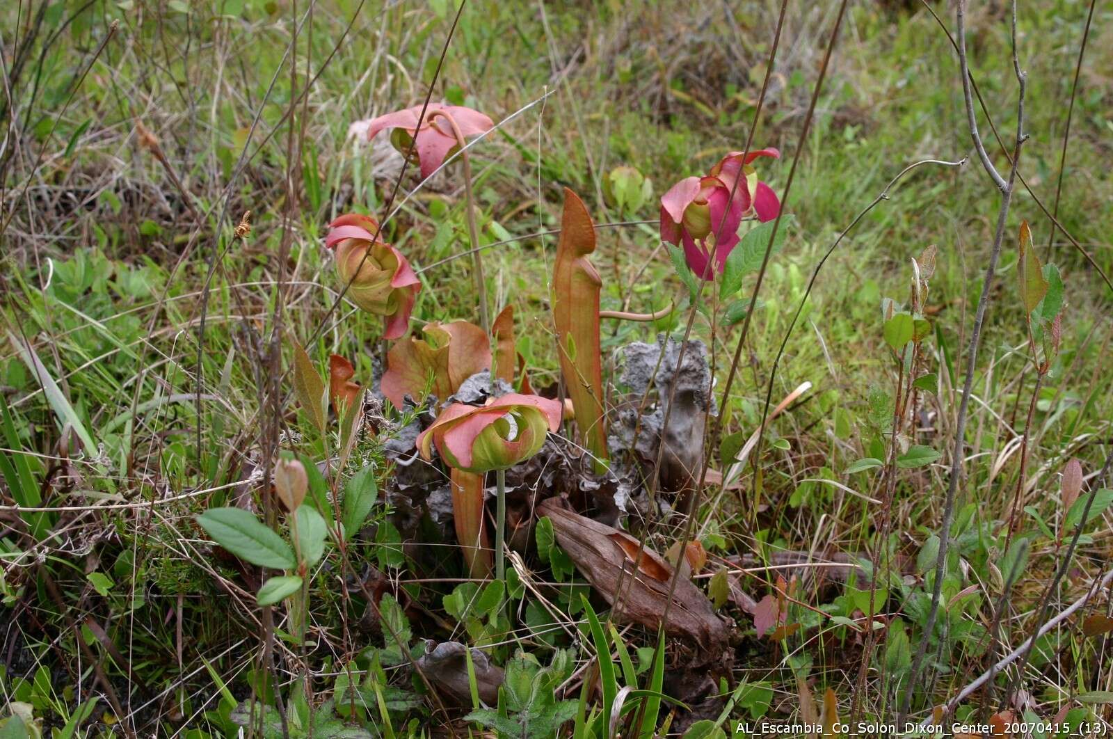 Image of hybrid pitcherplant