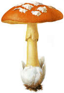 Image of Caesar's Mushroom