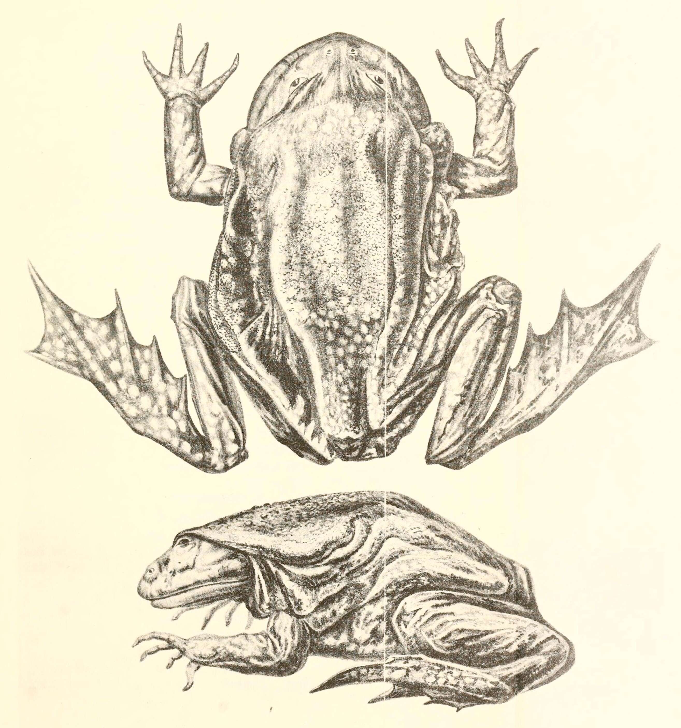 Слика од Telmatobius culeus (Garman 1876)