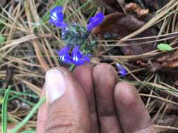 Imagem de Salvia unicostata Fernald