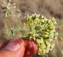 Sivun Gomphocarpus filiformis (E. Mey.) D. Dietr. kuva