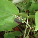 Image of Pericallis appendiculata (L. fil.) B. Nord.