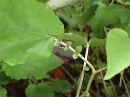 Imagem de Pericallis appendiculata (L. fil.) B. Nord.