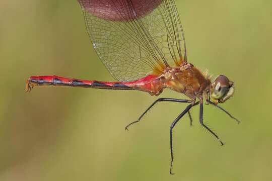 Plancia ëd Sympetrum obtrusum (Hagen 1867)