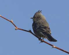 Image of Phainopepla Baird & SF 1858