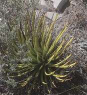 صورة Agave striata subsp. striata