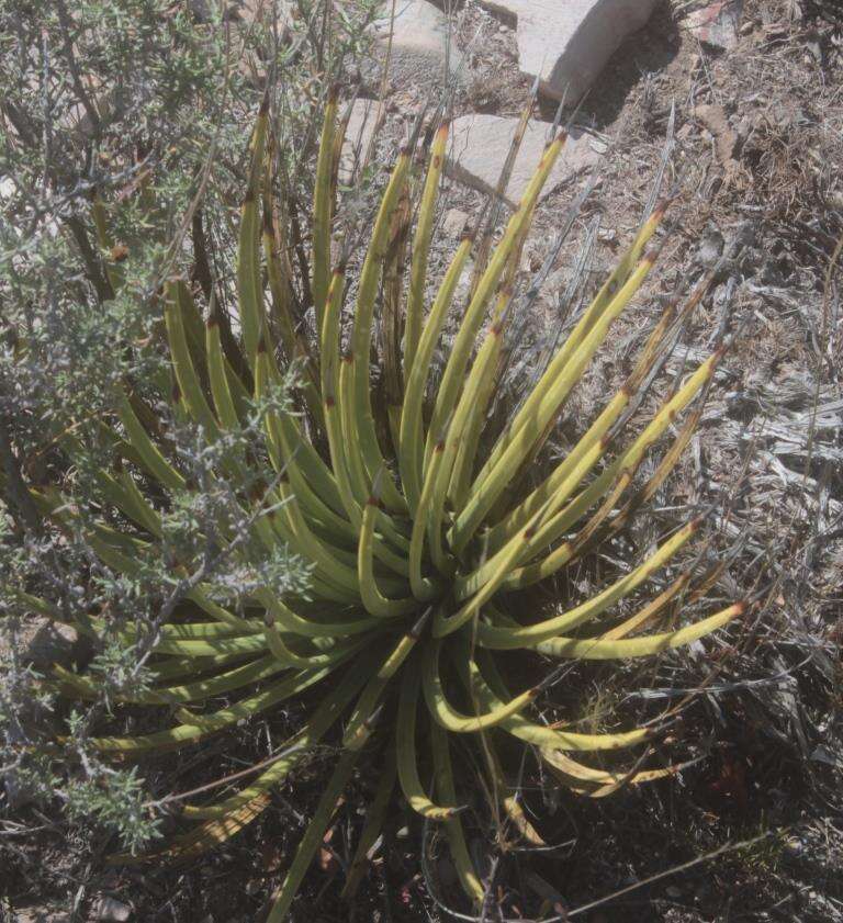 Agave striata subsp. striata resmi