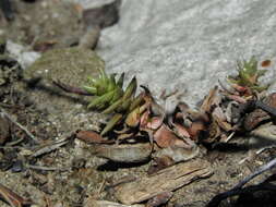 Plancia ëd Dudleya cymosa subsp. crebrifolia K. M. Nakai & Verity