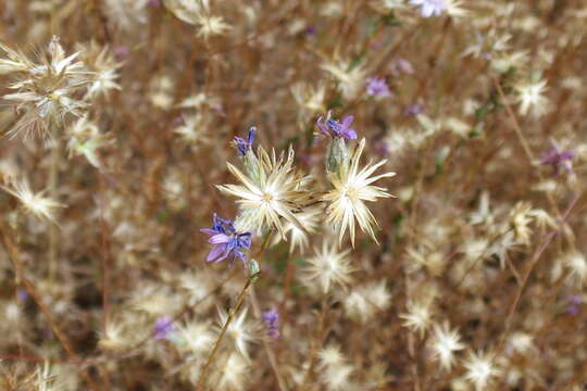 Plancia ëd Lessingia leptoclada A. Gray