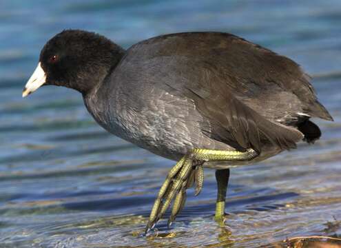 Image of Fulica Linnaeus 1758