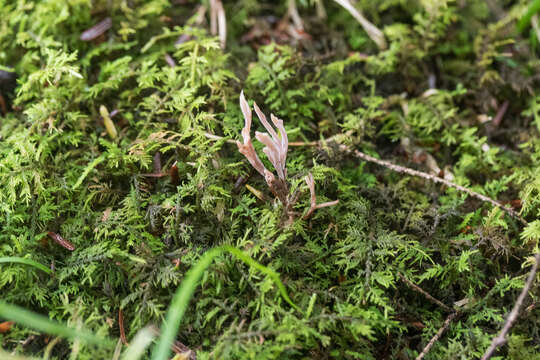 Image of Clavulina ornatipes (Peck) Corner 1950