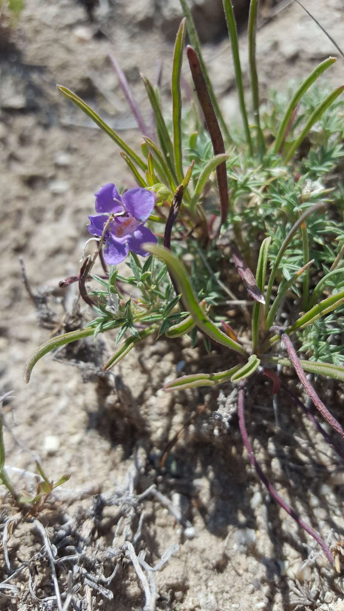 Image of Penland's beardtongue