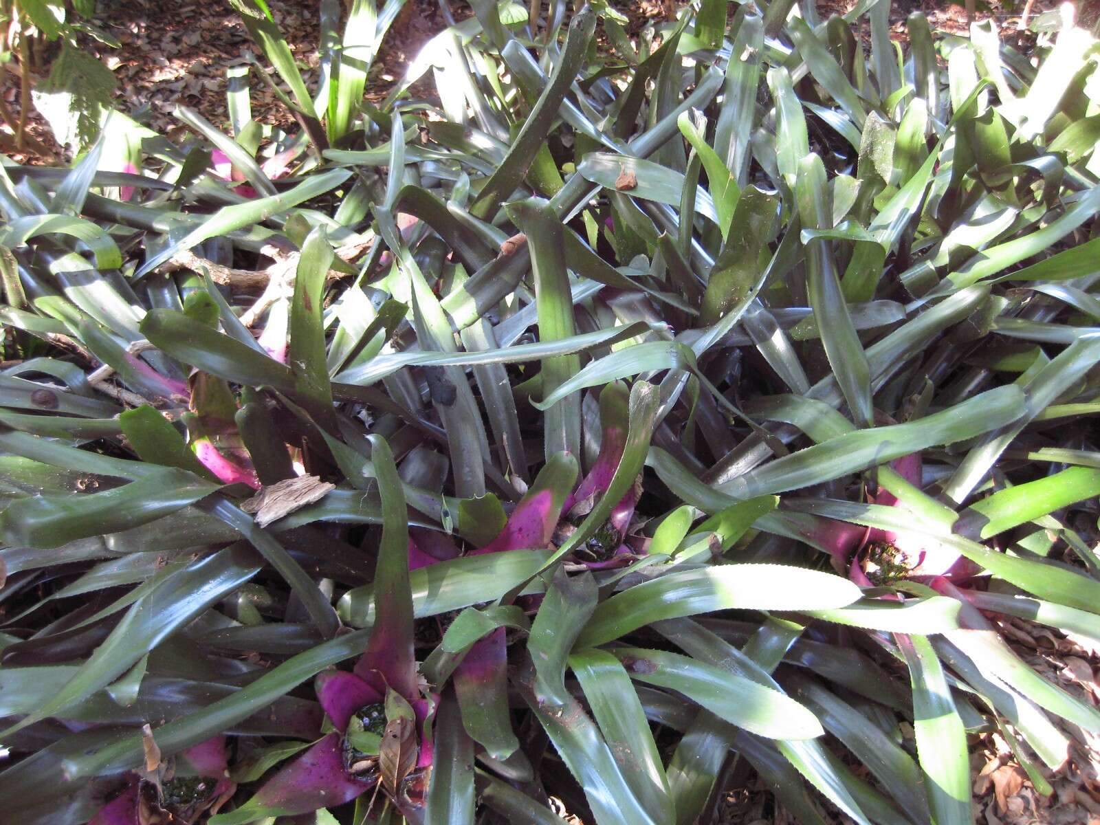 Image of Neoregelia concentrica (Vell.) L. B. Sm.