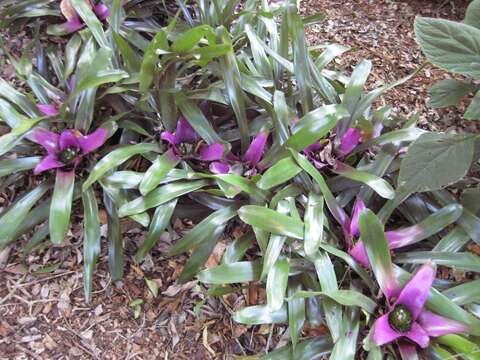 Image of Neoregelia concentrica (Vell.) L. B. Sm.