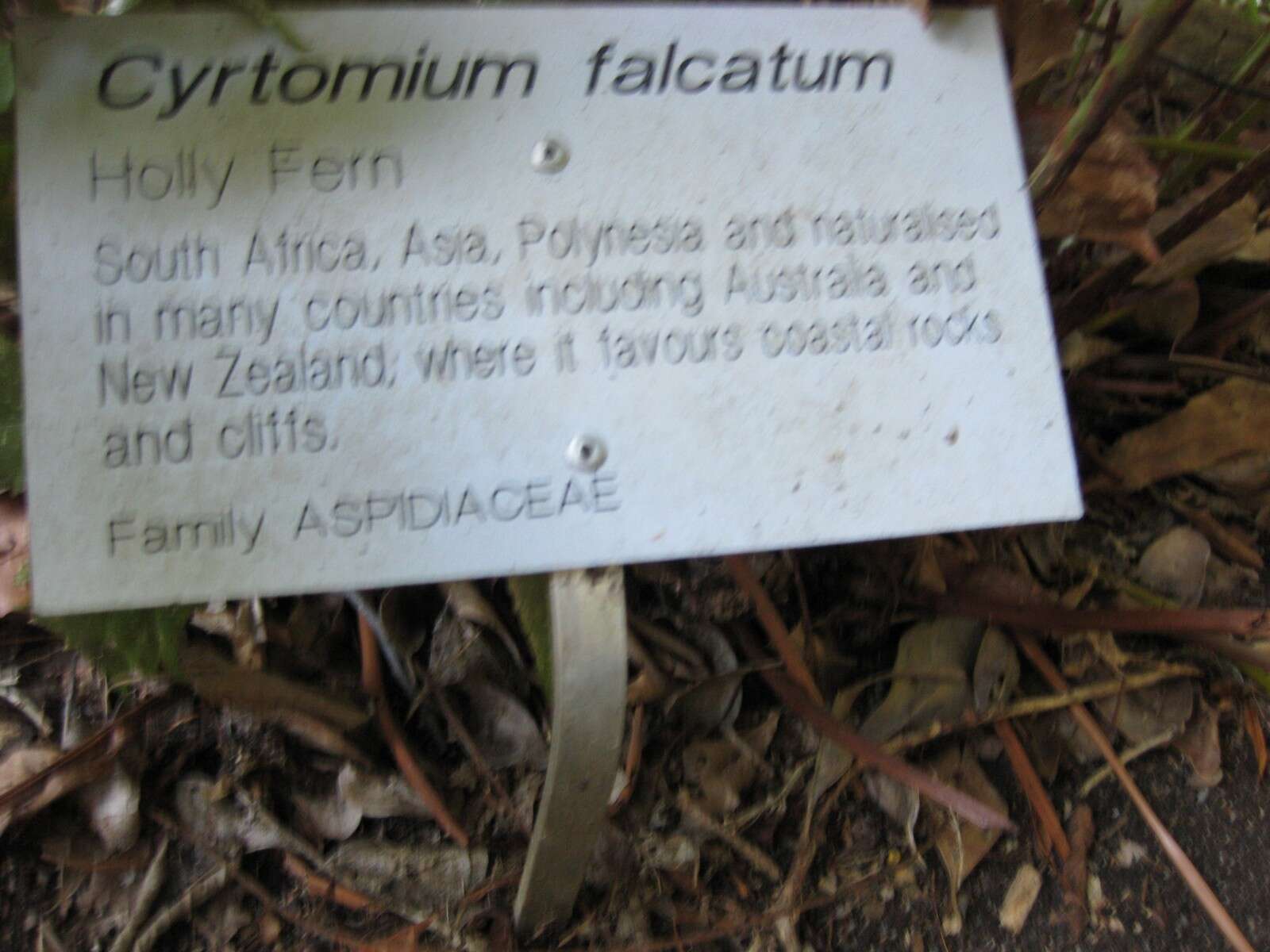 Image of Japanese netvein hollyfern