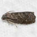 Image of Peach Moth