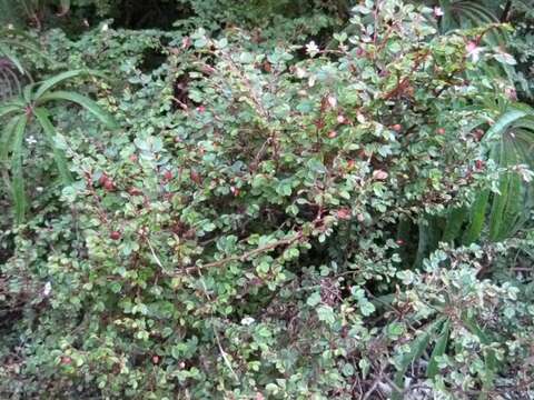 Image of fuchsia begonia