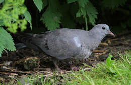 Image of Stock Dove