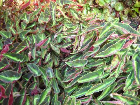 Image of Begonia listada L. B. Sm. & Wassh.