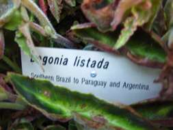 Image of Begonia listada L. B. Sm. & Wassh.