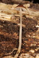 Image of Psathyrella amarescens Arnolds 2003