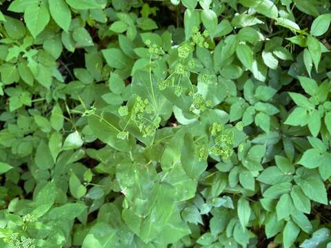 Bupleurum longifolium L. resmi