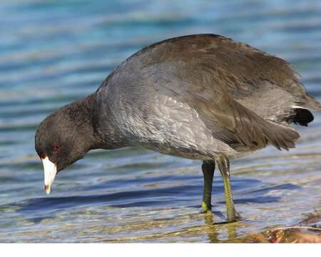 Image of Fulica Linnaeus 1758