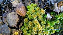 Image of Low sphagnum moss