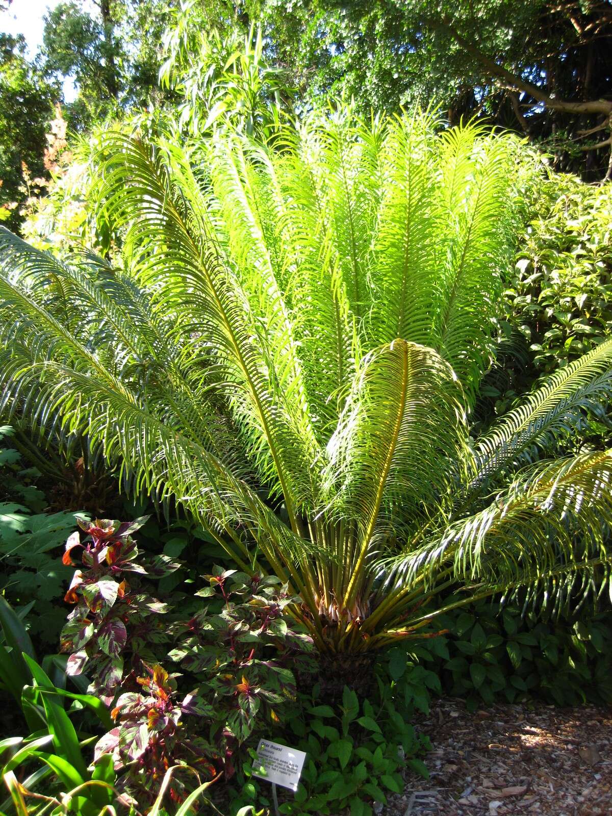 Imagem de Cycas thouarsii R. Br. ex Gaudich.