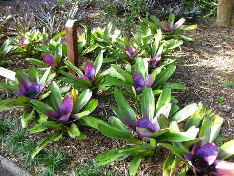 Image of Neoregelia concentrica (Vell.) L. B. Sm.