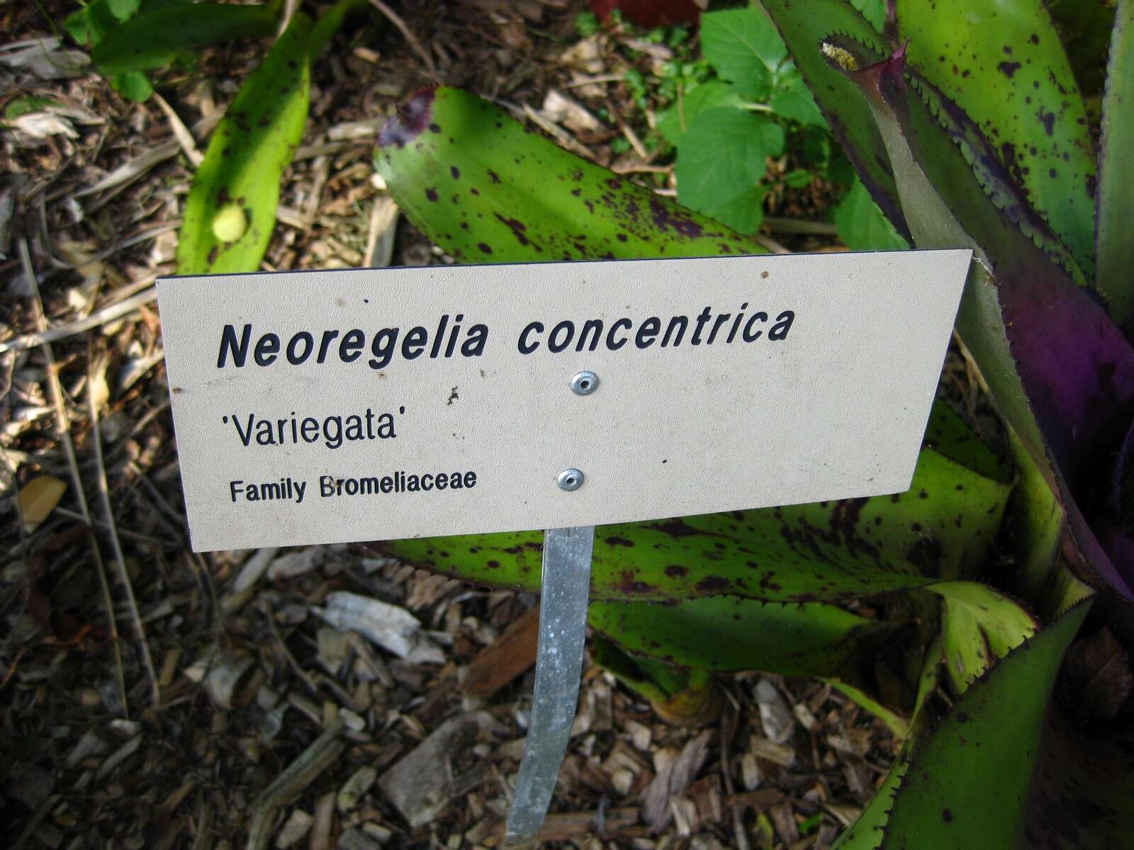 Image of Neoregelia concentrica (Vell.) L. B. Sm.