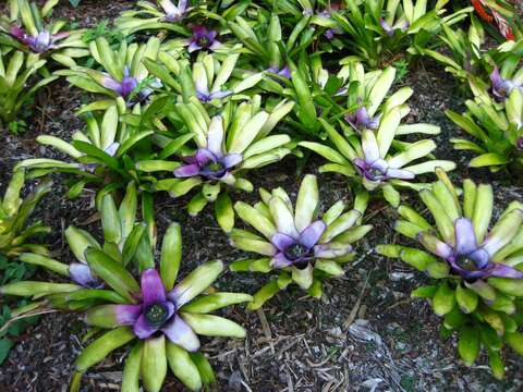 Image of Neoregelia concentrica (Vell.) L. B. Sm.