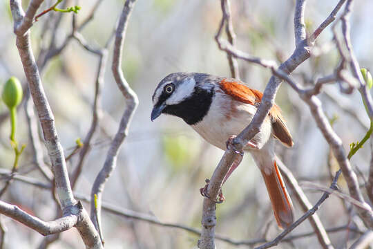 Image of Red-shouldered Vanga