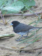 Image of Dubois's Seedeater