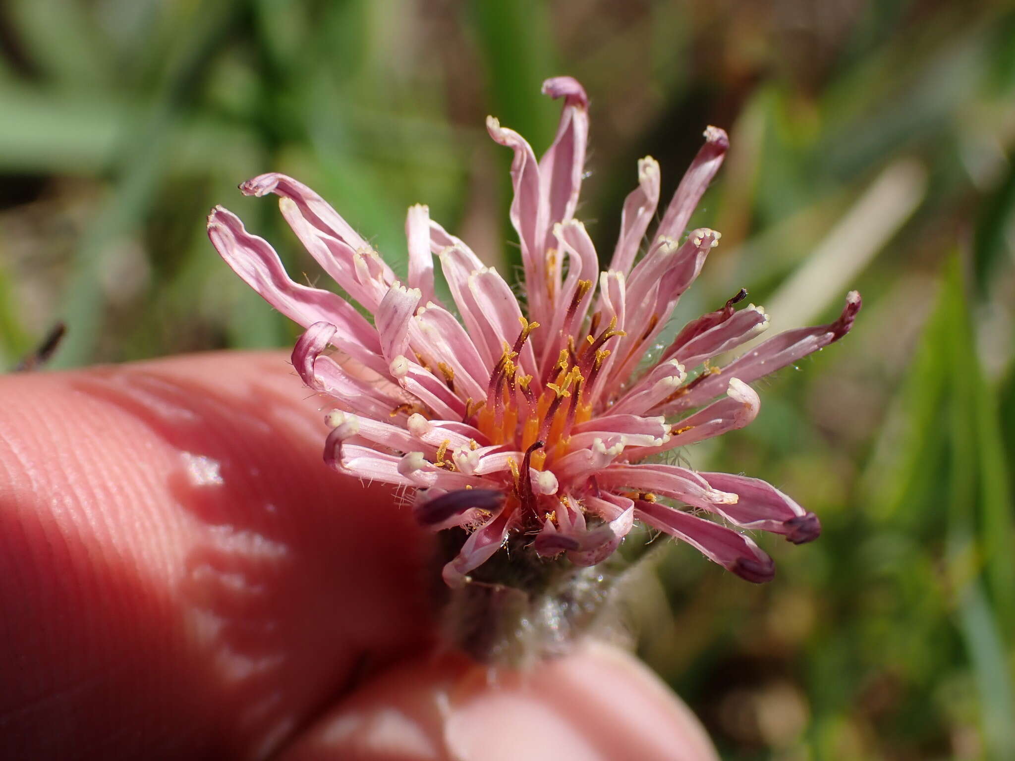 Plancia ëd Agoseris aurantiaca var. carnea (Rydb.) Lesica