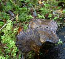 Image de Polyporus nigrocristatus E. Horak & Ryvarden 1984