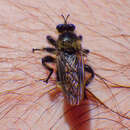 صورة Laphria columbica Walker 1866