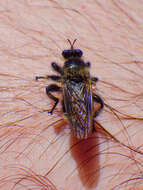 صورة Laphria columbica Walker 1866