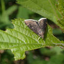 Image of White-fringed Pyrausta Moth