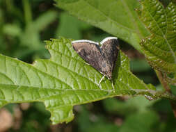 Image of White-fringed Pyrausta Moth