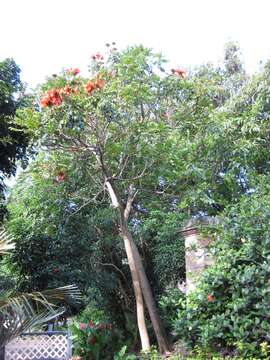 Image of African tulip tree