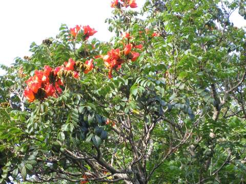 Image of African tulip tree