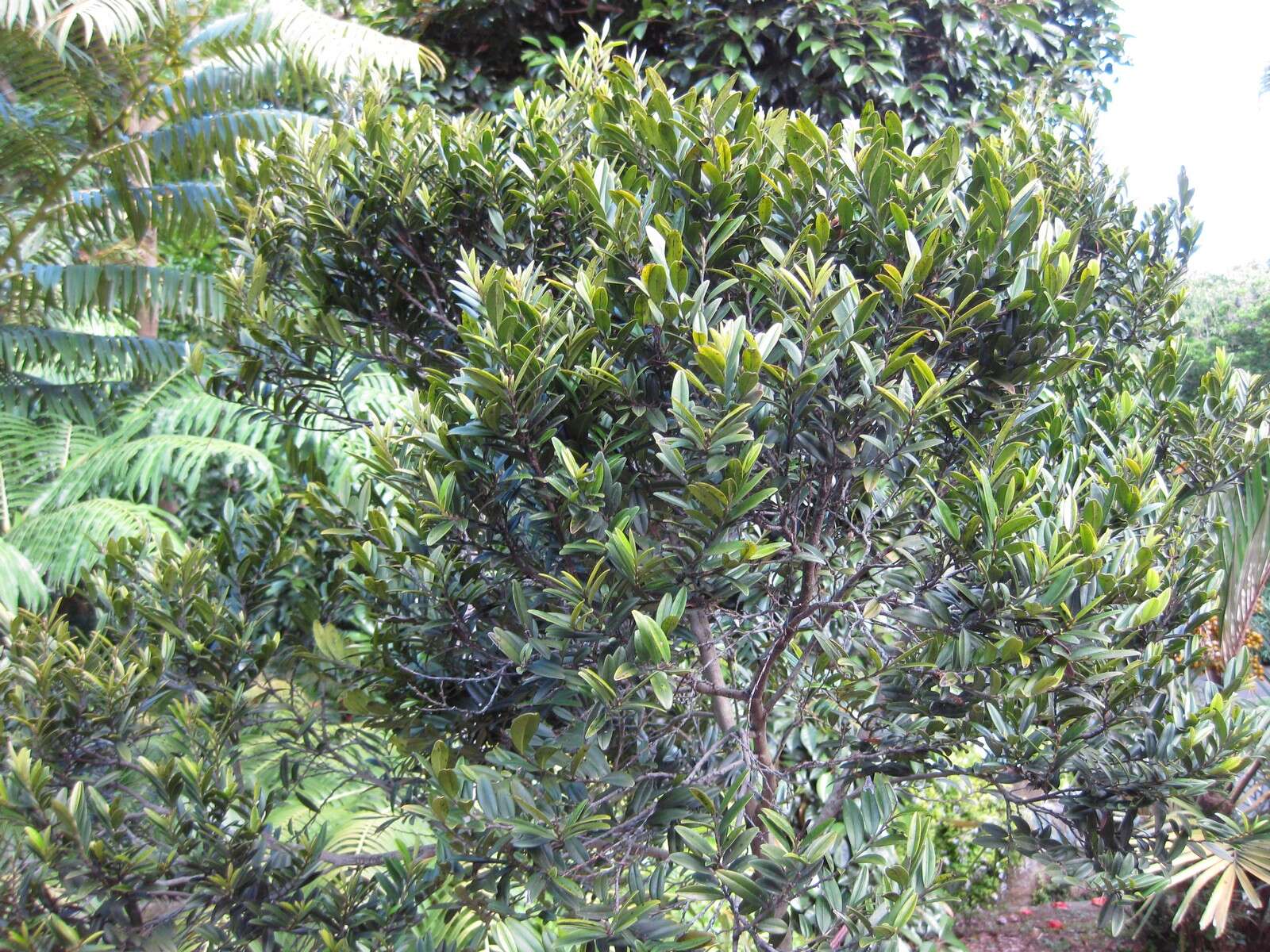 Diospyros boiviniana (Baill.) G. E. Schatz & Lowry的圖片