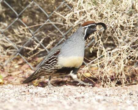 Image of Gambel's Quail