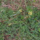 Image de Polygala flavescens DC.