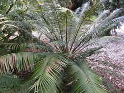 Image of Cycad