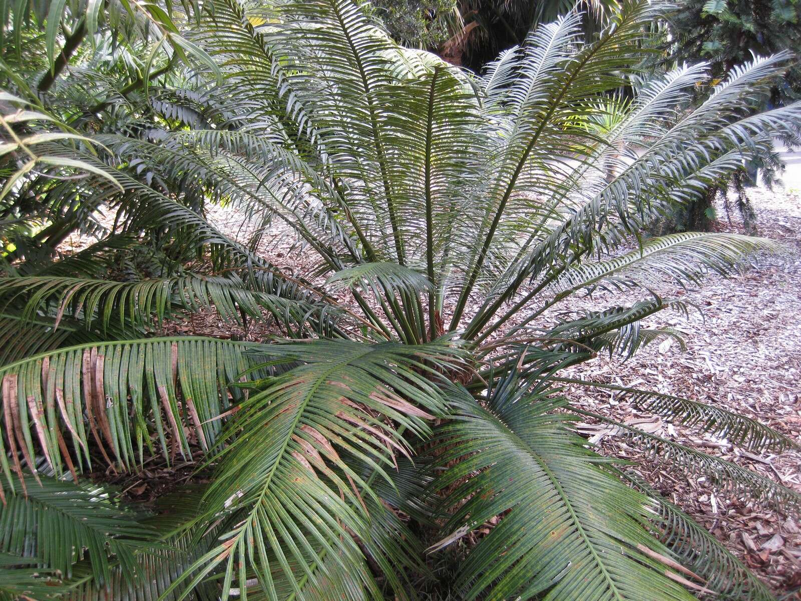 Image of Cycad