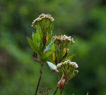 Sivun Ageratina pseudochilca (Benth.) R. King & H. Rob. kuva